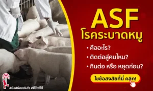 โรค ASF ระบาดในหมู คืออะไร ติดต่อสู่คนไหม ควรเลี่ยงกินไปก่อนหรือไม่?