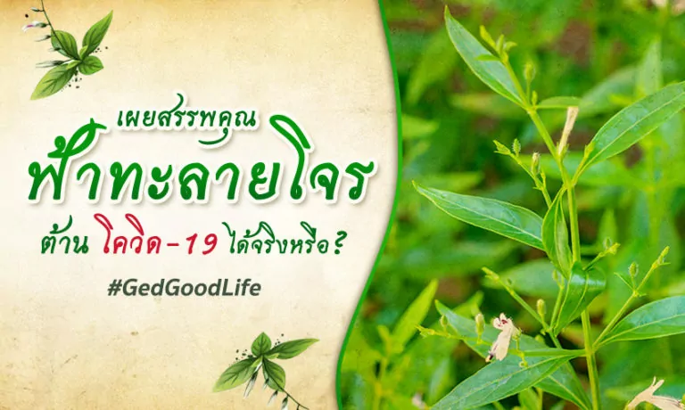 เผยสรรพคุณของ “ฟ้าทะลายโจร” สามารถต้านโควิด-19 ได้จริงหรือ??