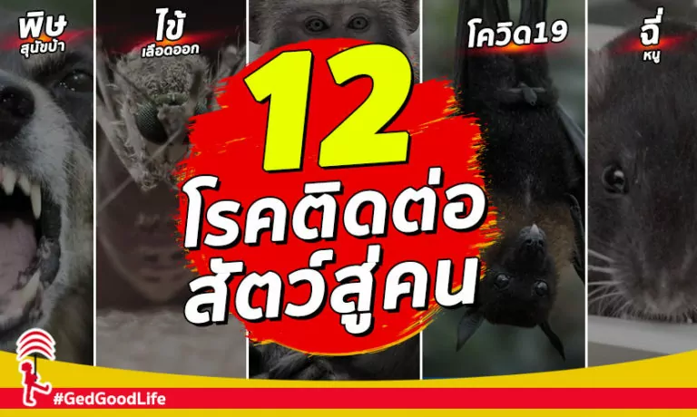 12 โรคสัตว์สู่คน ไม่อยากป่วย ต้องระวังให้ดี!