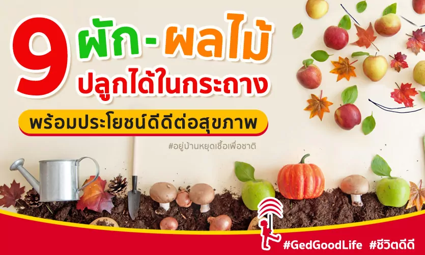 “ปลูกผักผลไม้ ในกระถาง” กิจกรรมแก้เบื่อ ช่วงกักตัว! แถมมีประโยชน์ดี๊ดีต่อสุขภาพด้วยนะ