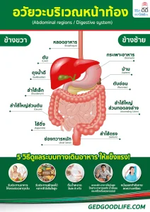 อวัยวะบริเวณหน้าท้อง มีอะไรบ้าง? และ 5 วิธีดูแลระบบทางเดินอาหารให้สุขภาพดี แข็งแรง!